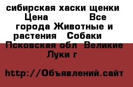 сибирская хаски щенки › Цена ­ 10 000 - Все города Животные и растения » Собаки   . Псковская обл.,Великие Луки г.